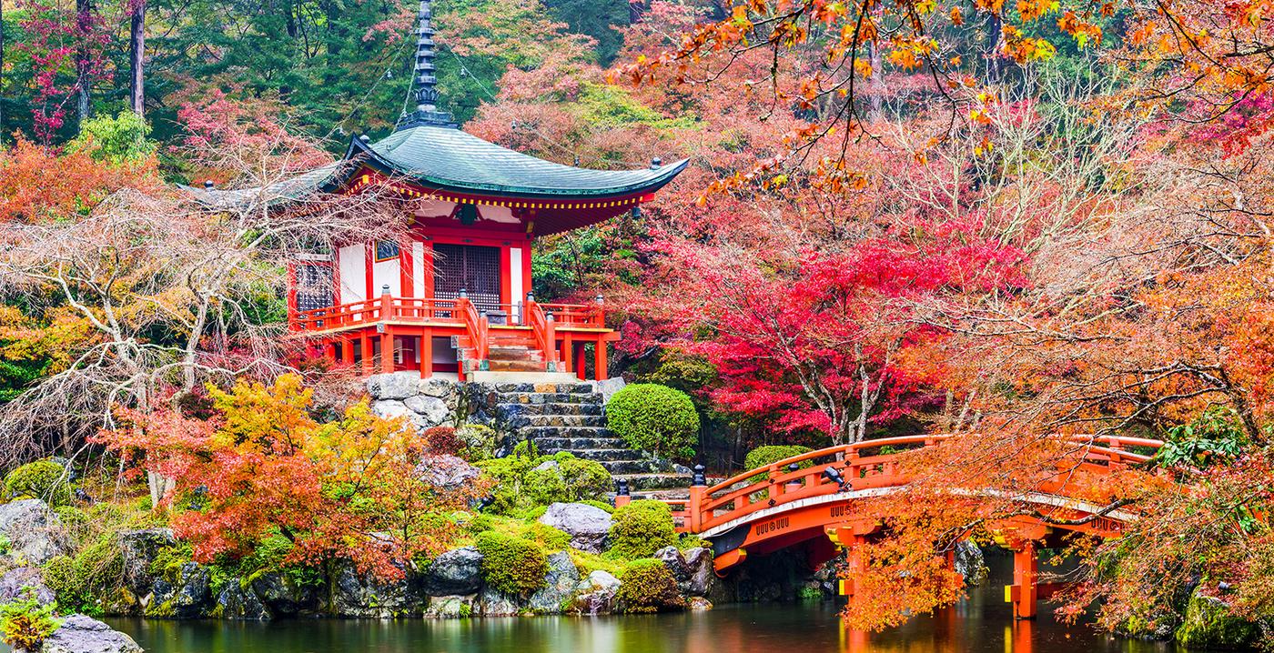 An image of a forest in Kyoto, Japan.