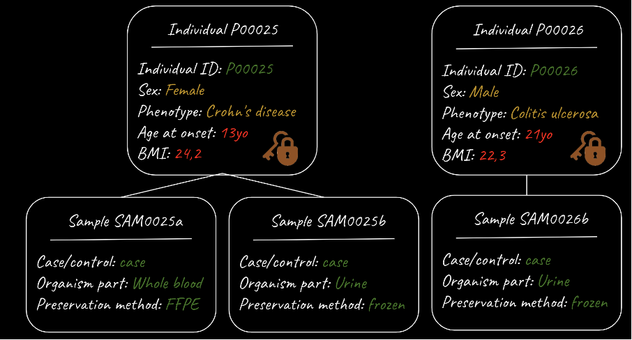 Metadata model with boxes for individual and sample data